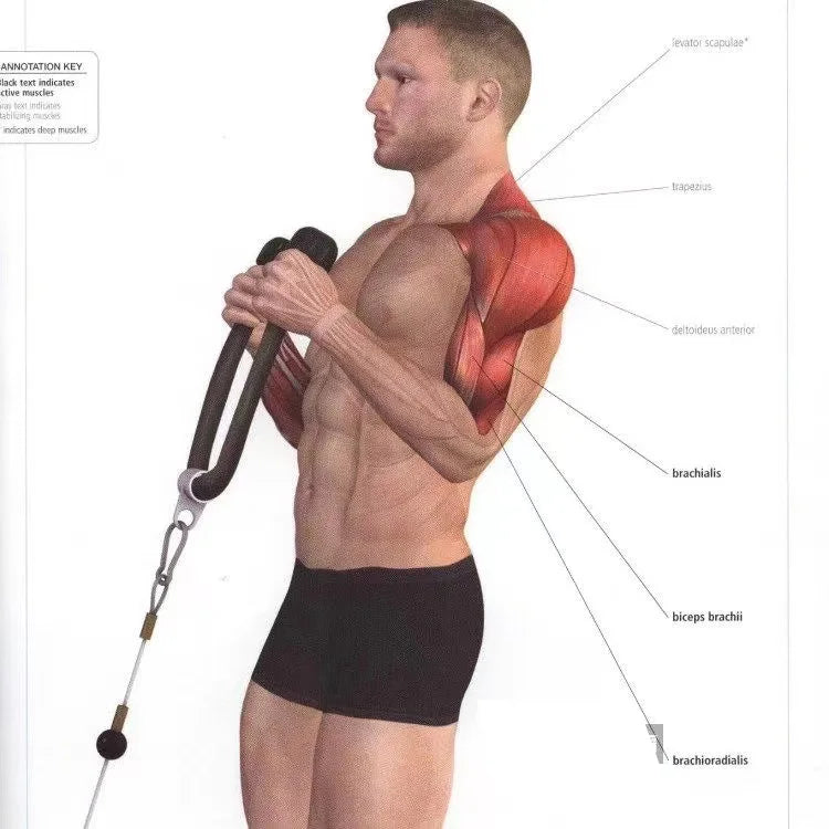 Triceps Lowering Rope – Fitness Pull Down Handles
