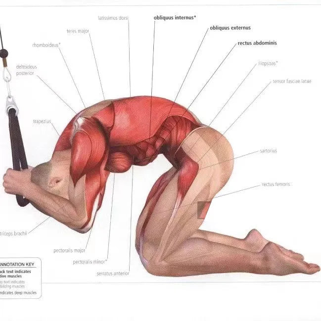 Triceps Lowering Rope – Fitness Pull Down Handles